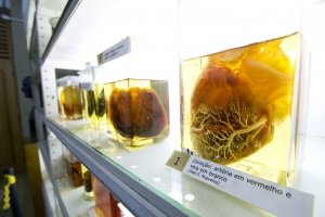 Museu de Anatomia Humana